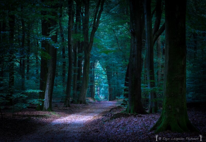 Forest Path at Night — Green, Dark, Photograph