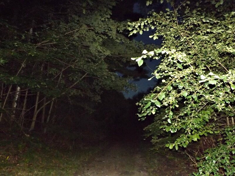 Forest Path at Night — Green, Dark