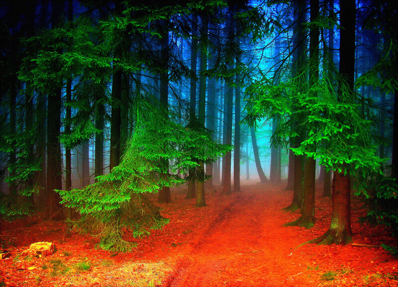 Forest Path at Night — Green, Mysterious, Photograph