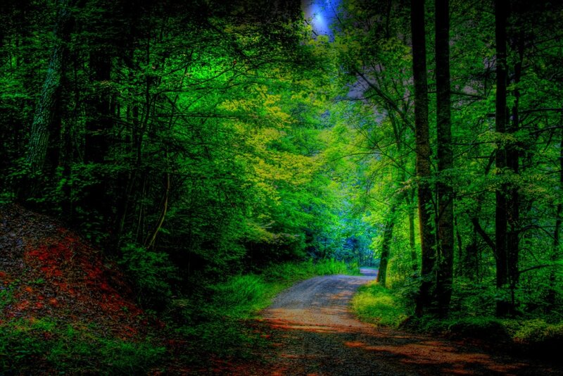 Forest Path at Night — Green, Serene, Photograph