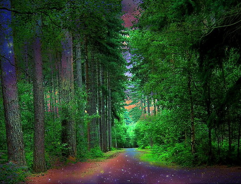 Forest Path at Night — Green, Serene