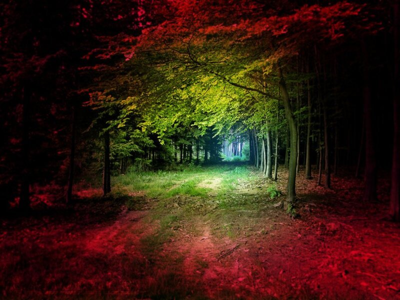 Forest Path at Night — Red, Mysterious, Photograph