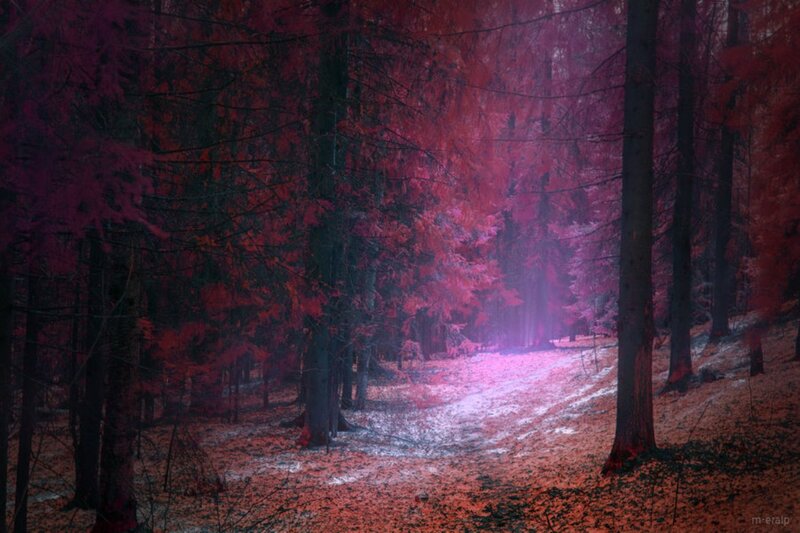 Forest Path at Night — Red, Mysterious