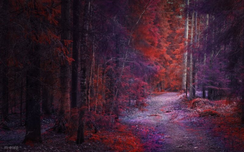 Forest Path at Night — Red