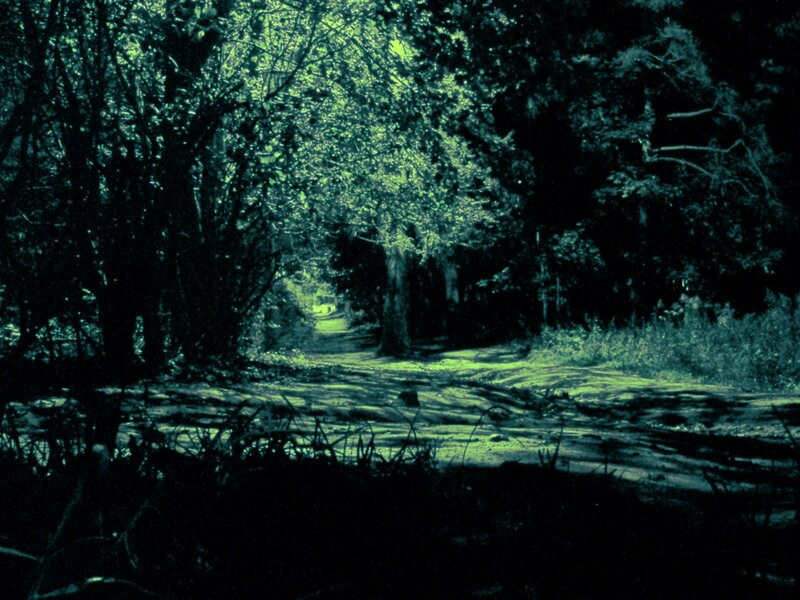 forest path at night