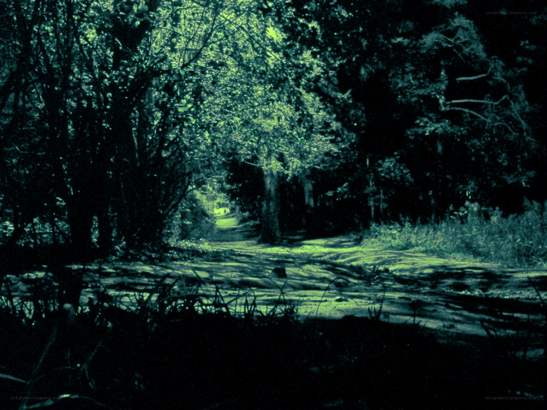forest path at night