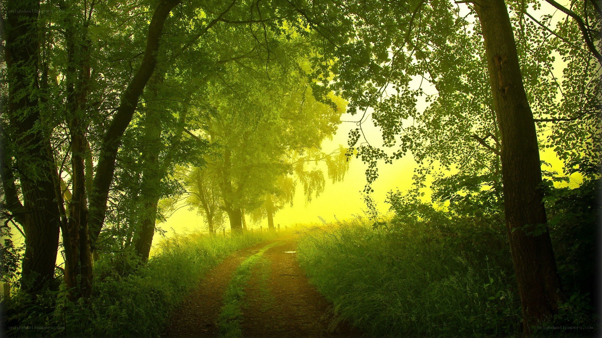 forest path at sunrise