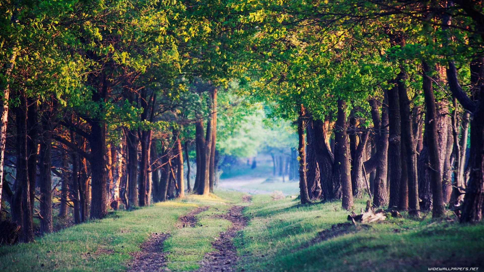 Forest path at sunrise