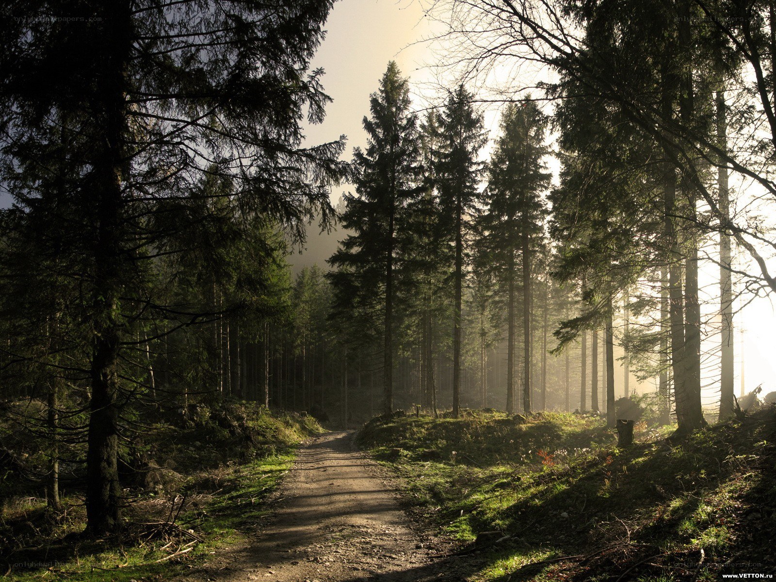 Forest path at sunrise