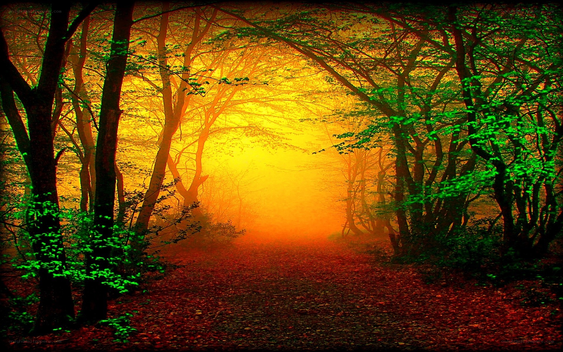 forest path at sunrise
