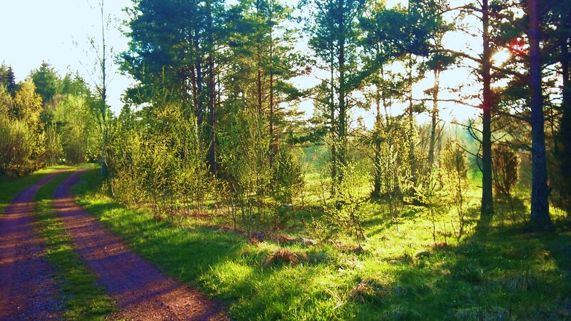 Forest path at sunrise