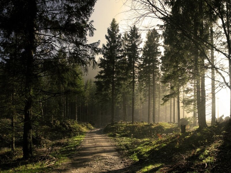 Forest path at sunrise