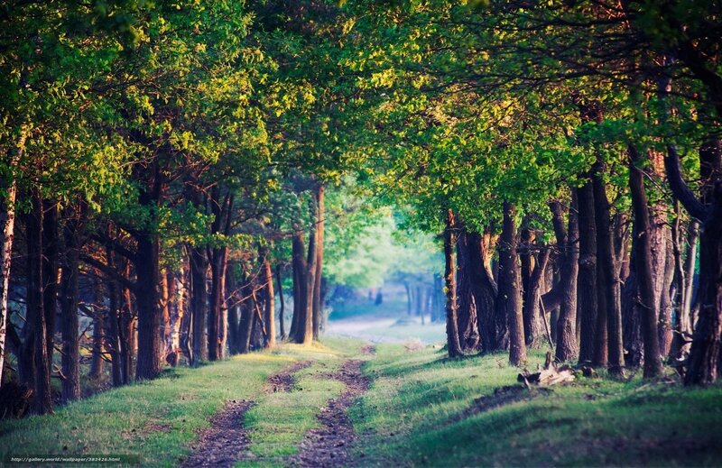 Forest path at sunrise