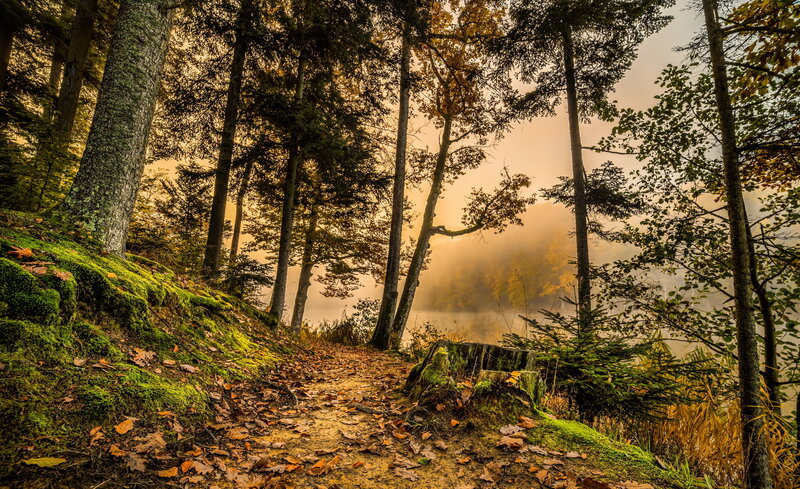 Forest path at sunrise