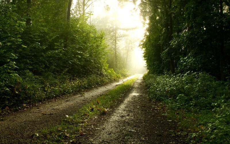 forest path at sunrise