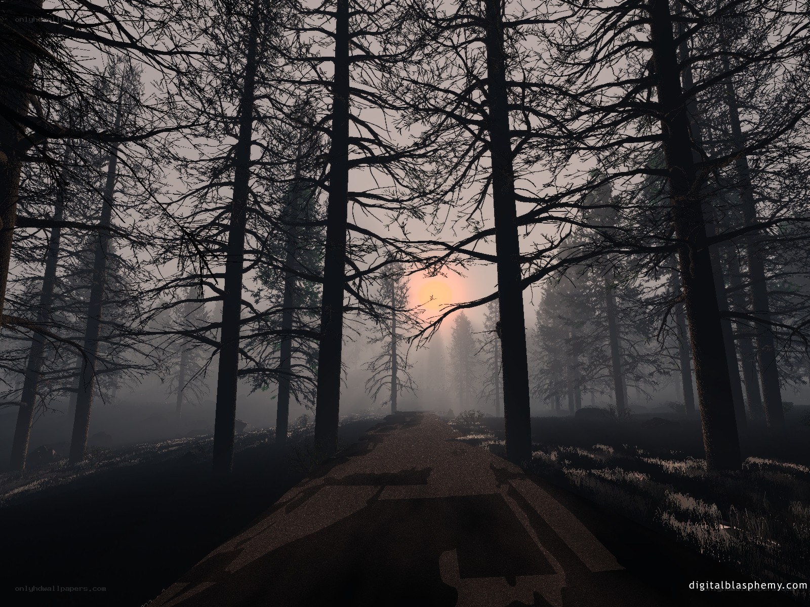 Forest path at sunrise
