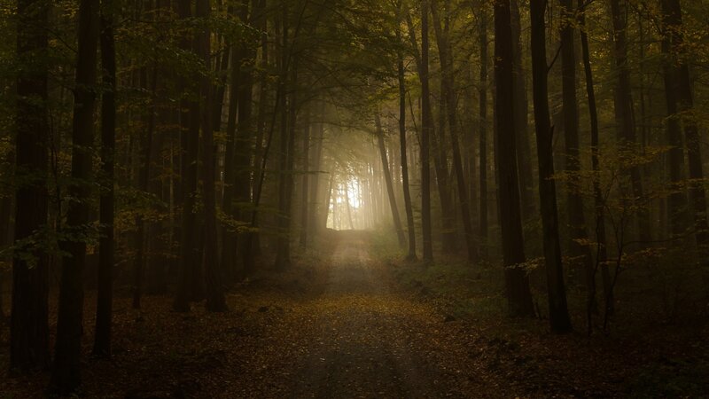 Forest Path at Sunrise — Brown, Serene, Morning