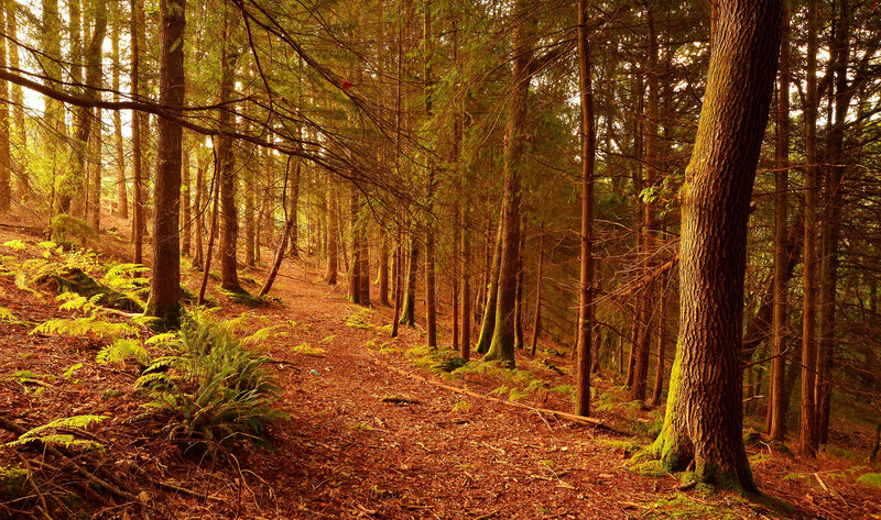 Forest Path at Sunrise — Brown, Serene, Photograph