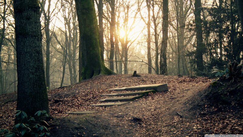 Forest Path at Sunrise — Brown, Serene