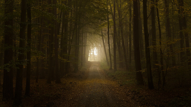 Forest Path at Sunrise — Brown