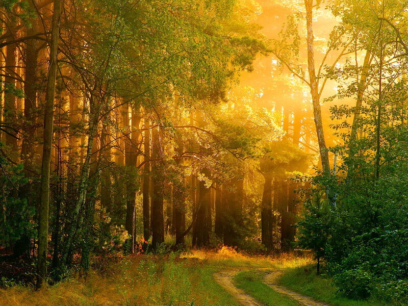 Forest Path at Sunrise — Gold, Serene, Photograph