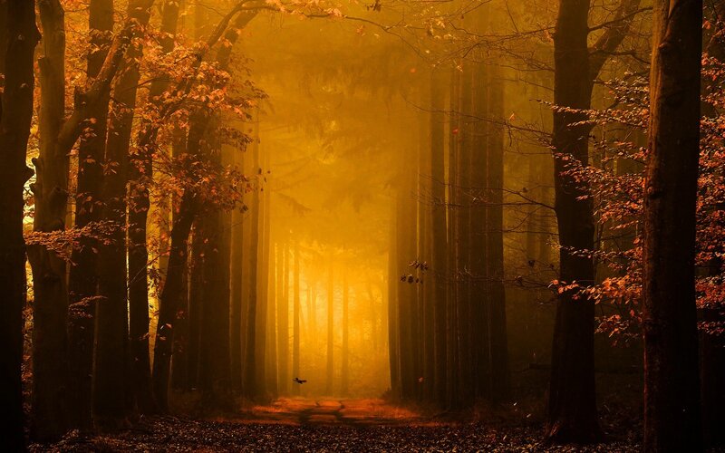 Forest Path at Sunrise — Gold, Serene, Photograph, Trees
