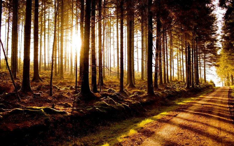 Forest Path at Sunrise — Gold, Serene