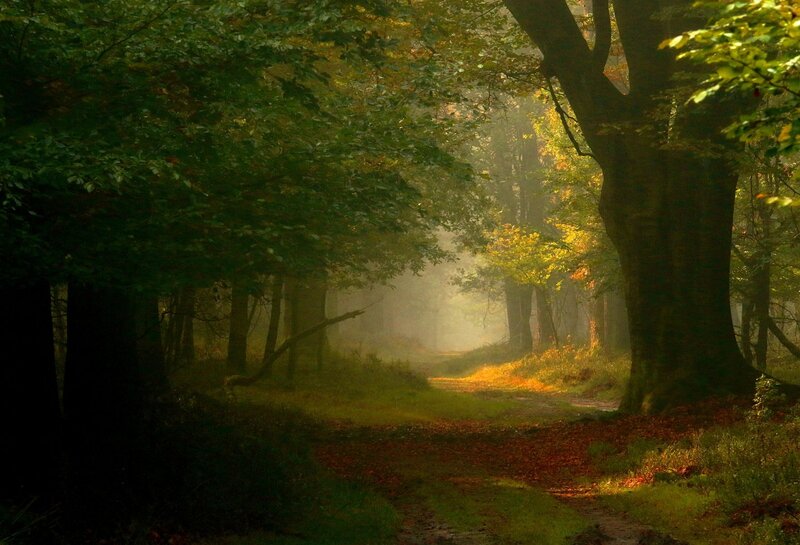 Forest Path at Sunrise — Green, Serene, Morning, Photograph, Trees, Fog
