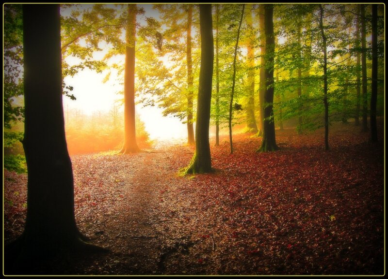 Forest Path at Sunrise — Green, Serene, Morning, Photograph, Trees, Leaves