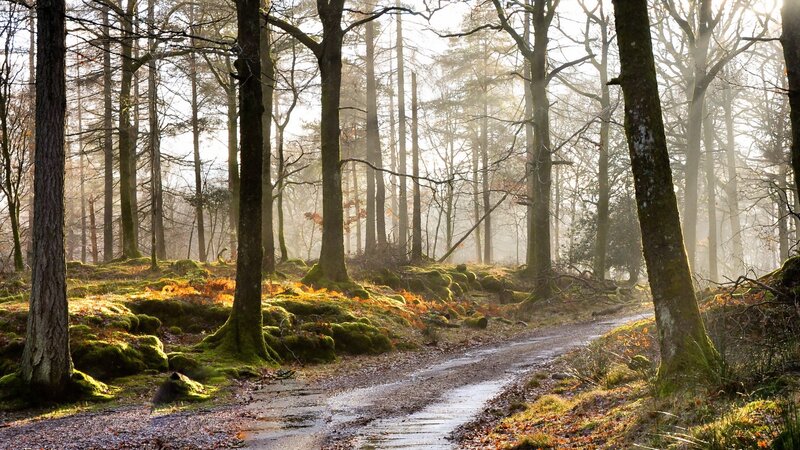 Forest Path at Sunrise — Green, Serene, Morning, Photograph, Trees, Moss, Sunlight, Brown, Gold