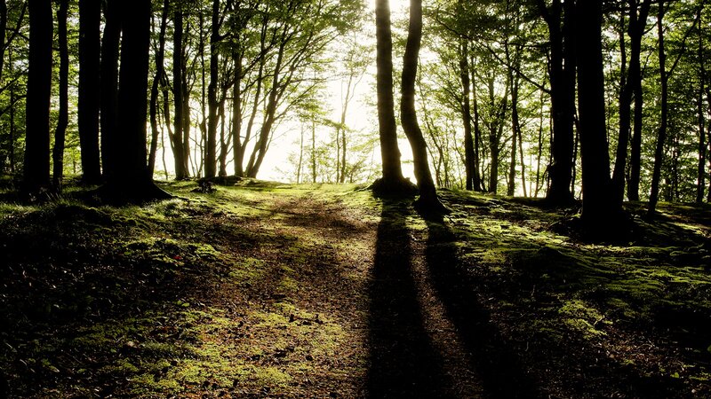 Forest Path at Sunrise — Green, Serene, Morning, Photograph, Trees, Moss, Sunlight, Brown