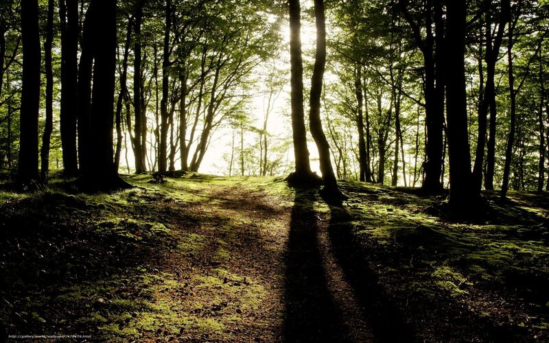 Forest Path at Sunrise — Green, Serene, Morning, Photograph, Trees, Moss, Sunlight