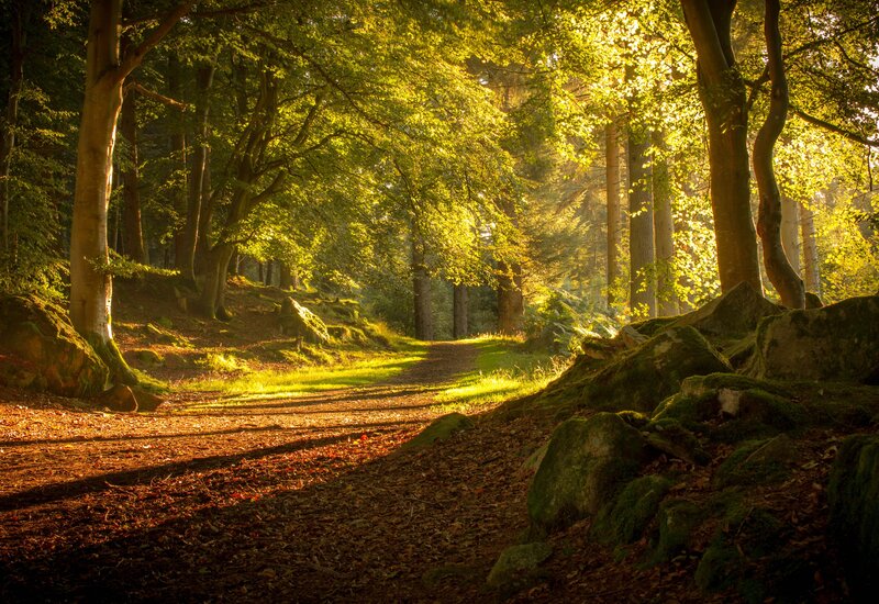 Forest Path at Sunrise — Green, Serene, Morning, Photograph, Trees, Rocks