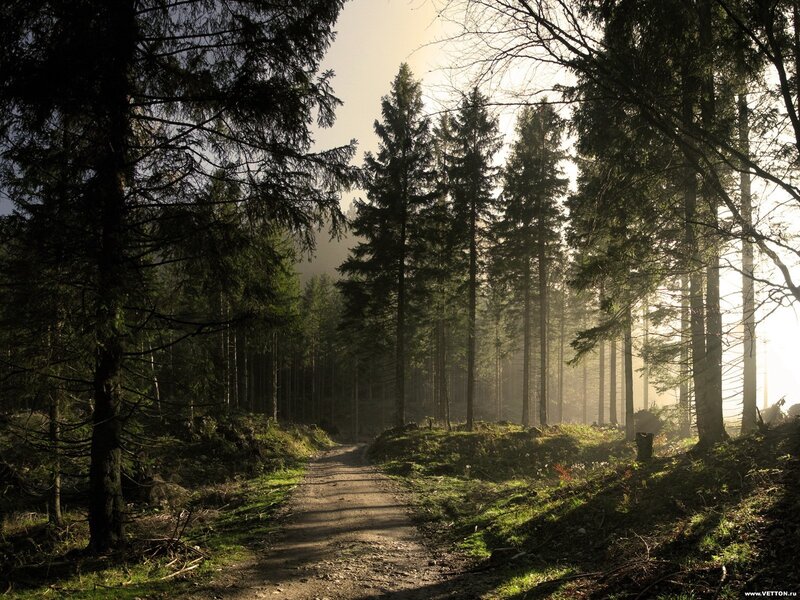 Forest Path at Sunrise — Green, Serene, Morning, Photograph, Trees, Sunlight, Dirt Path