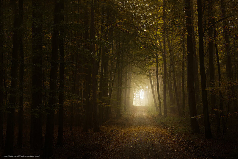 Forest Path at Sunrise — Green, Serene, Morning, Photograph, Trees, Sunlight, Leaves