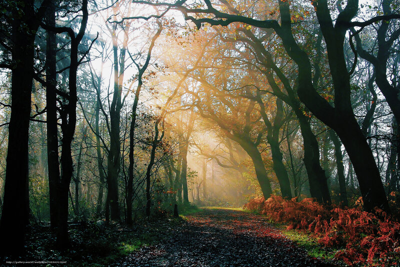 Forest Path at Sunrise — Green, Serene, Morning, Photograph, Trees, Sunlight, Mist, Fallen Leaves