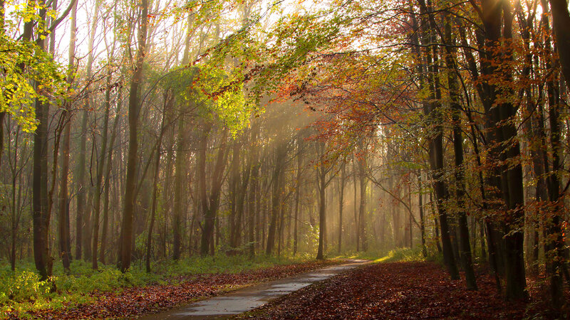 Forest Path at Sunrise — Green, Serene, Morning
