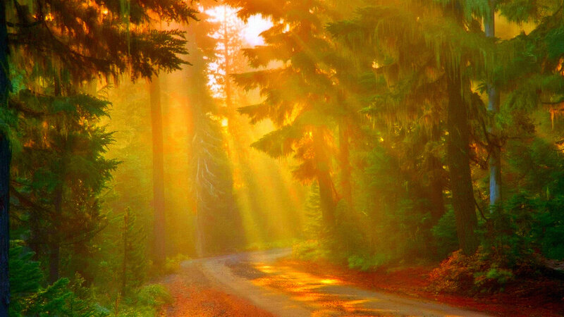 Forest Path at Sunrise — Green, Serene, Photograph, Sunlight