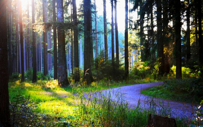 Forest Path at Sunrise — Green, Serene, Photograph
