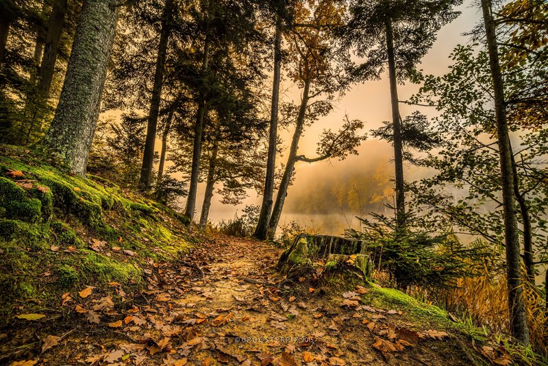 Forest Path at Sunrise — Green, Serene, Photograph, Trees, Moss
