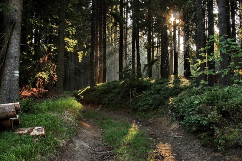 Forest Path at Sunrise — Green, Serene, Photograph, Trees, Sunlight, Bushes, Logs, Brown