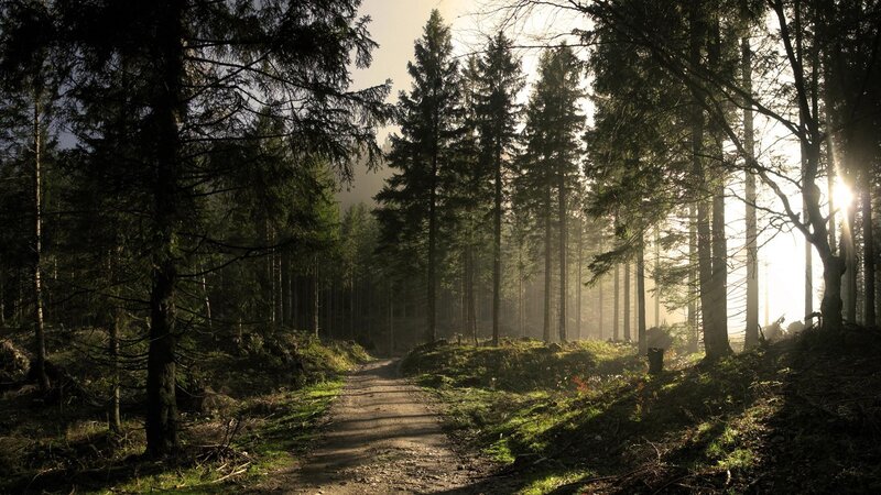 Forest Path at Sunrise — Green, Serene, Photograph, Trees, Sunlight, Dirt Path