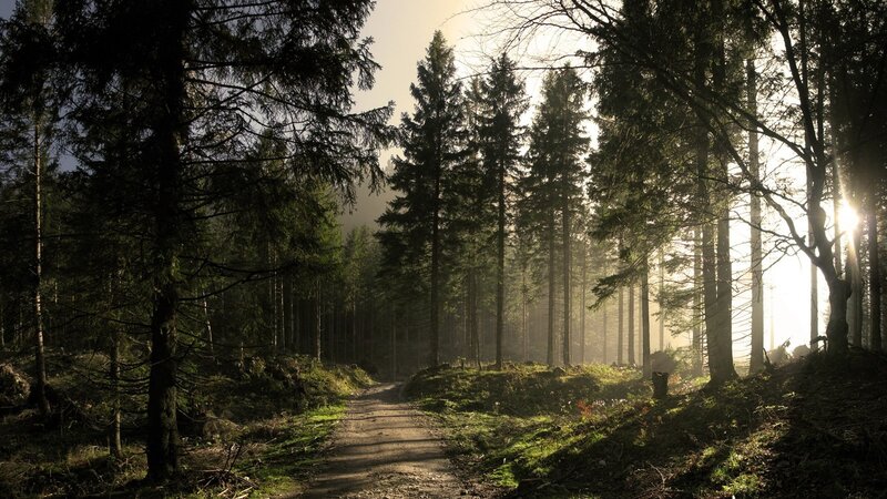 Forest Path at Sunrise — Green, Serene, Photograph, Trees, Sunlight, Fog