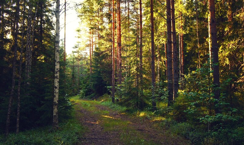 Forest Path at Sunrise — Green, Serene, Photograph, Trees, Sunlight, Grass