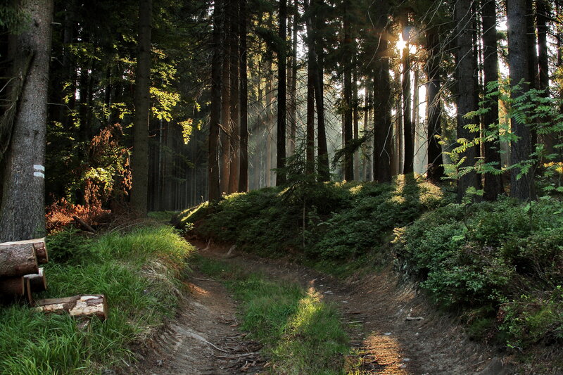 Forest Path at Sunrise — Green, Serene, Photograph, Trees, Sunlight