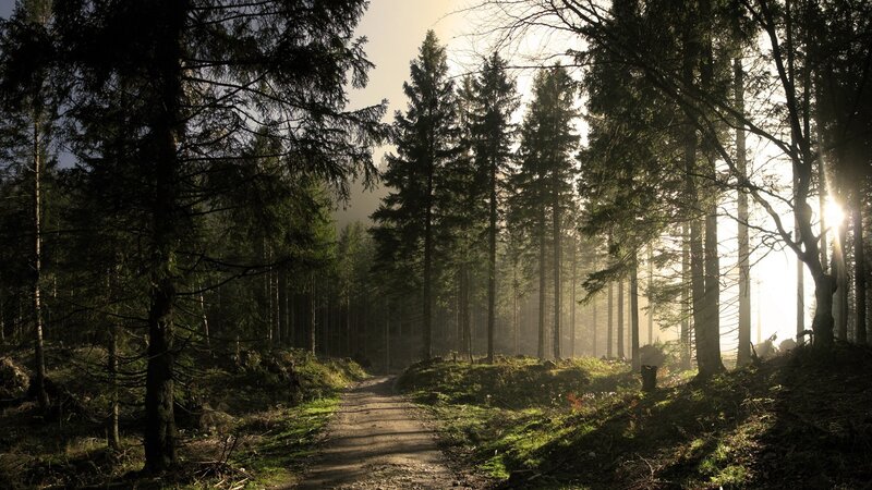 Forest Path at Sunrise — Green, Serene, Photograph, Trees