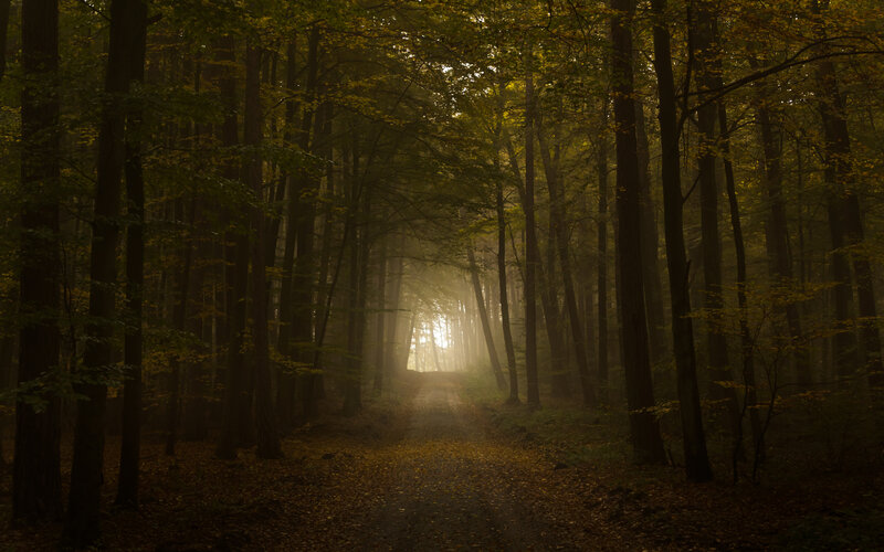 Forest Path at Sunrise — Green