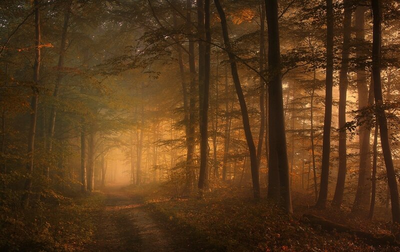 Forest Path at Sunrise — Orange, Serene, Morning