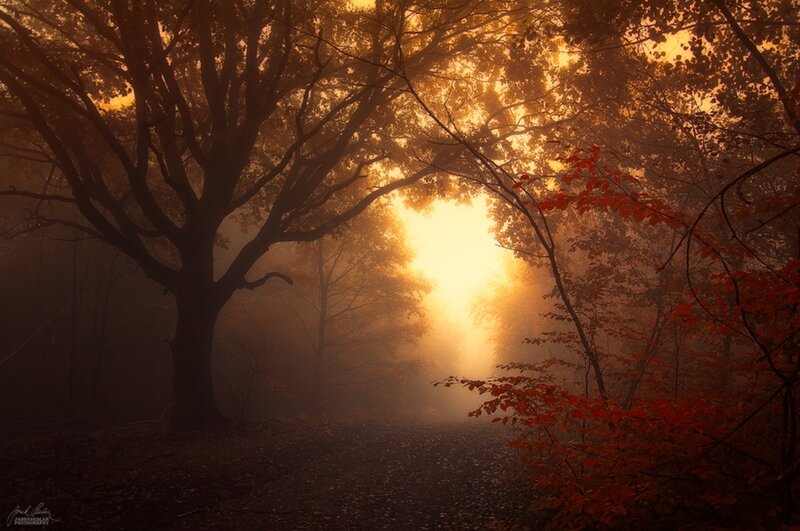 Forest Path at Sunrise — Orange, Serene, Photograph