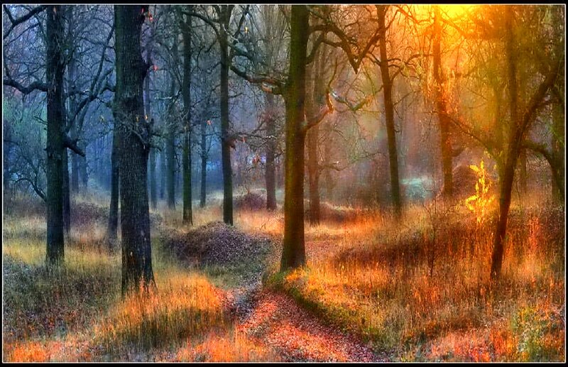 Forest Path at Sunrise — Orange, Serene